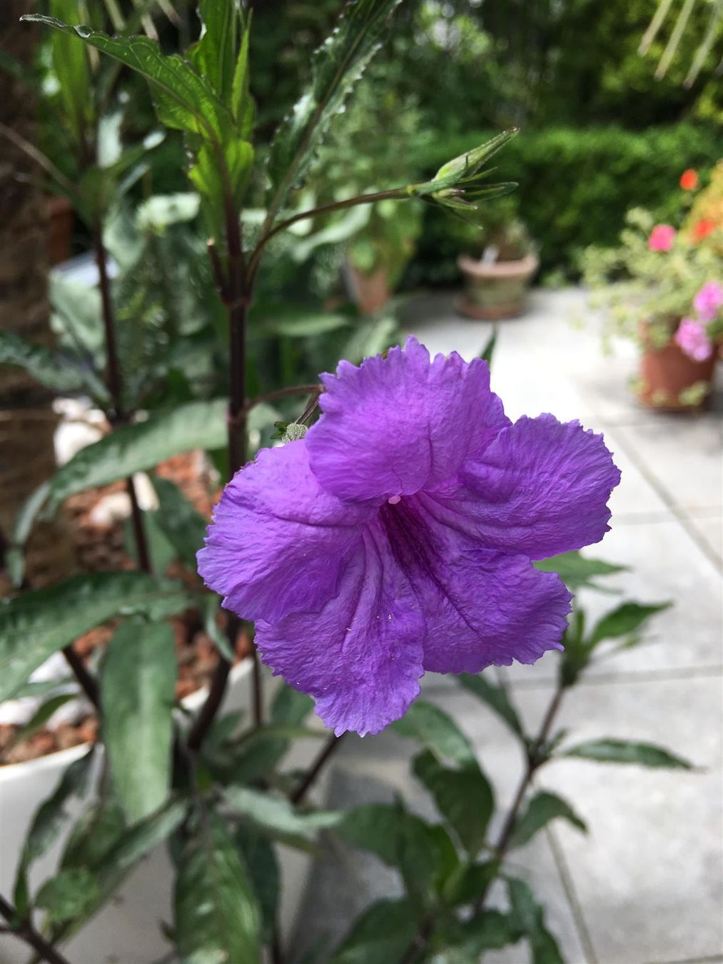 Piante & sementi: Mexikanische Petunie (Ruellia simplex)! – Nuovo (secondo la descrizione) da Steffisburg venduto da Petroselium