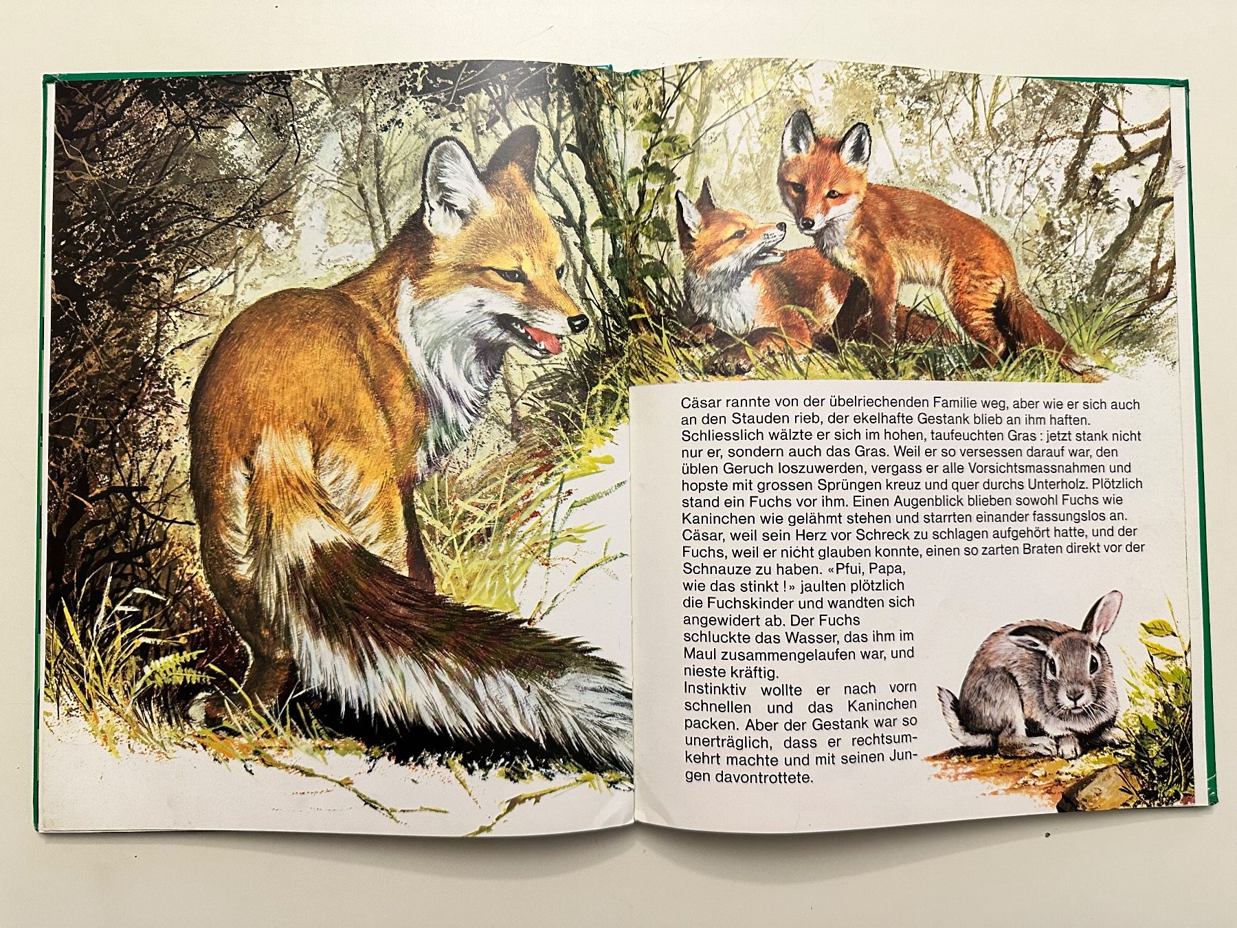Bücher: CÄSAR das furchtlose Kaninchen  - Hardcover – Gebraucht aus Münsingen von Ganjam 6