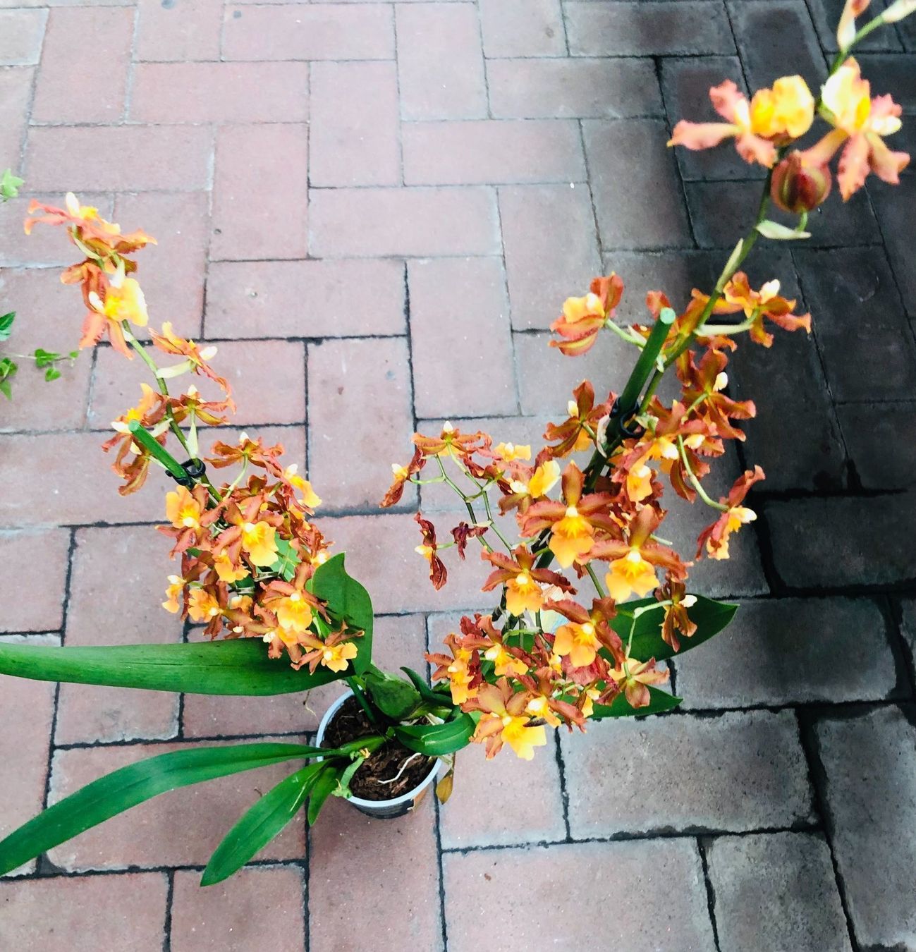 Piante & sementi: Seltene Orchidee XL 60-80 cm  CAMBRIA – Nuovo e nell'imballaggio originale da Rovio venduto da POSITIFFARTandPLANTS 3