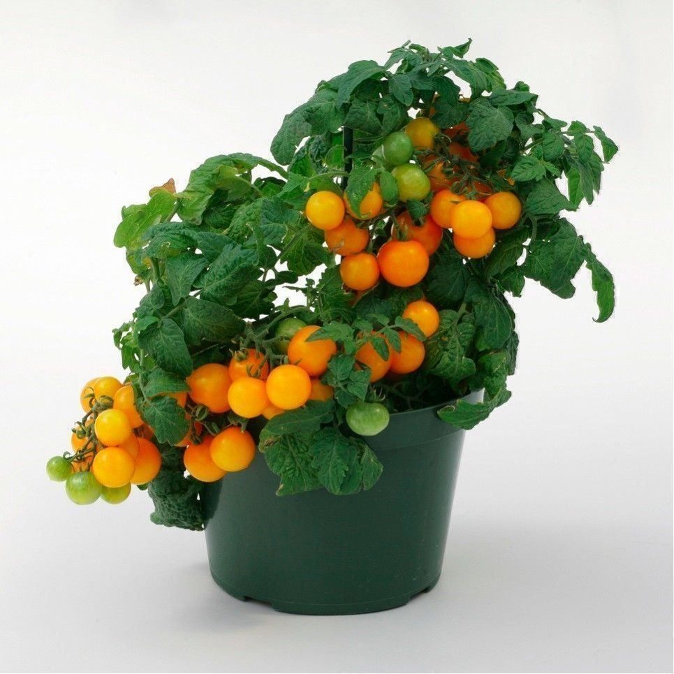 Piante & sementi: 50 Samen Balkontomate VENUS Orange – Nuovo (secondo la descrizione) da Ehrendingen venduto da VerveinaSamen 2