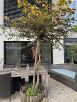 Kiwibaum im Topf 