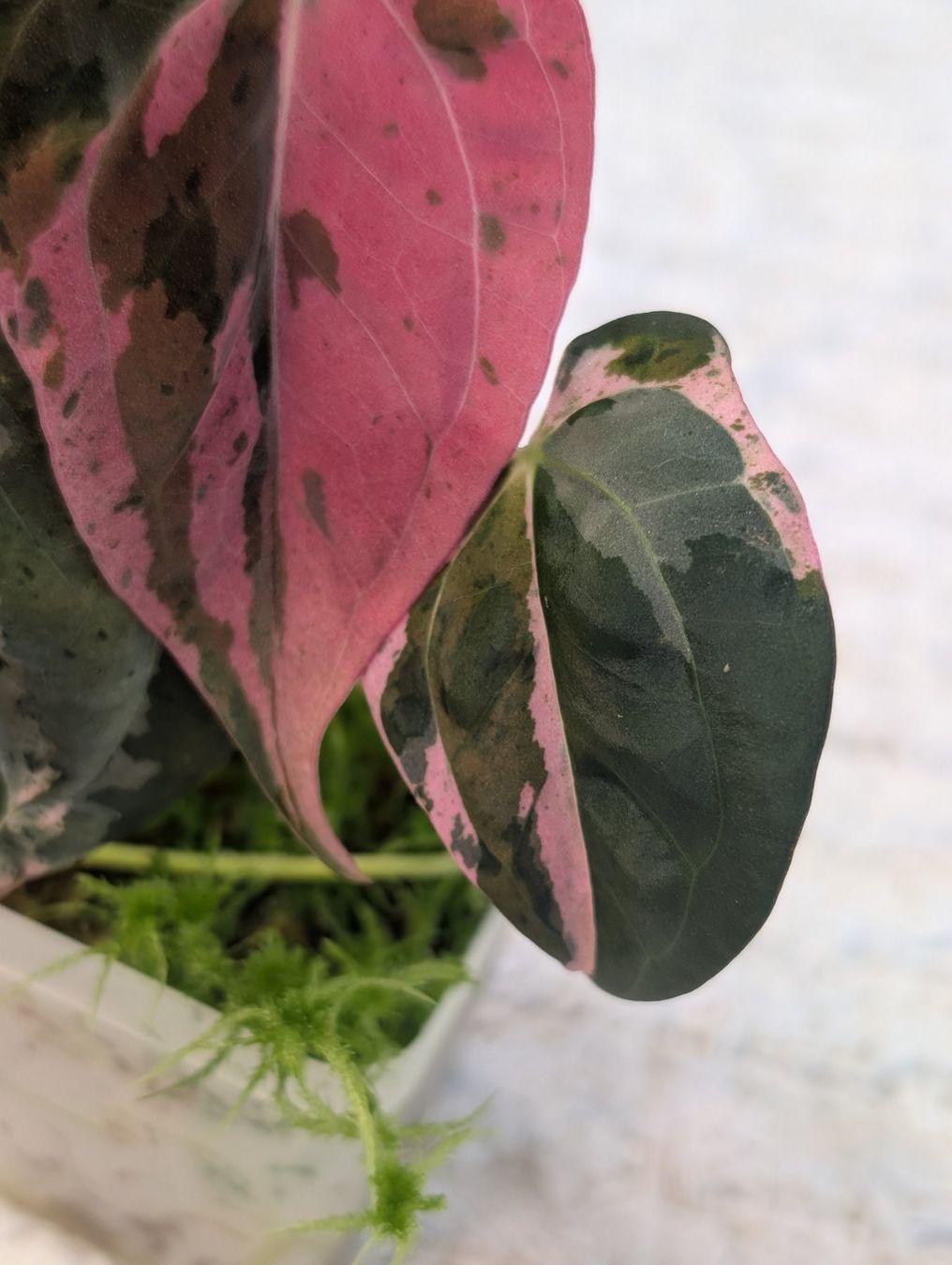 Pflanzen & Samen: Anthurium "Hot Barbie" Pink Variegata – Neu (gemäss Beschreibung) aus Faulensee von plantmama 3
