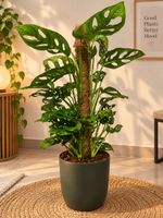 Monstera Adansonii  mit Rankstab✨🌿
