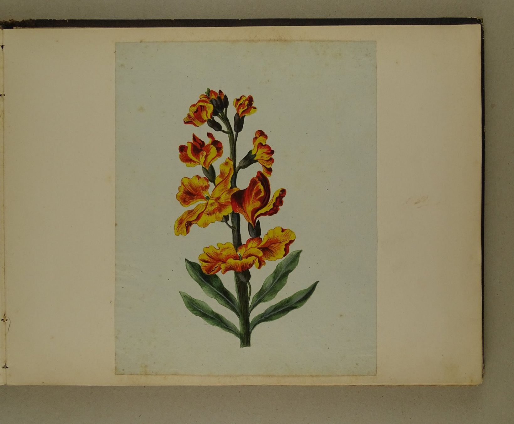 Libri: ALBUM MIT EINGEKLEBTEN BLUMENLITHOGRAPHIEN, BIEDERMEIER – Usato da Grüningen venduto da Kartensammler 6