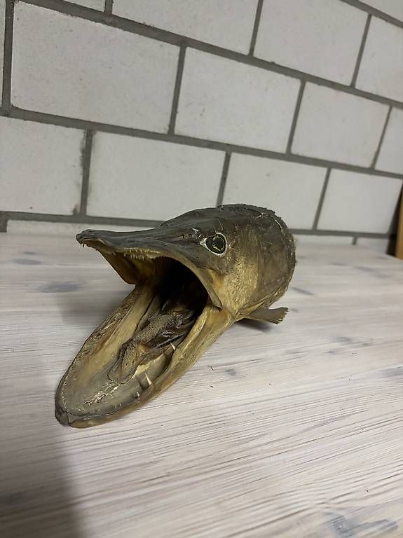 Il mondo degli animali: Präparierter Hecht – Usato da Kirchberg SG venduto da Alik7300 1
