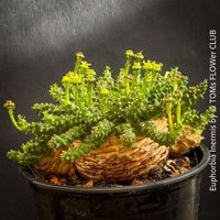 Euphorbia Inermis - auch als „Medusa-Kopf“ bekannt