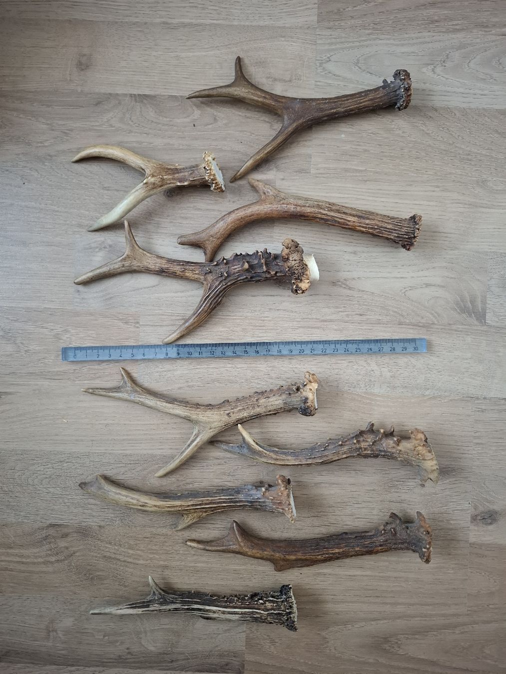 Altre raccolte & rarità: Ab 1.- Set 2, grosse und abnorme Reh Geweihe – Usato da Kriens venduto da neri6