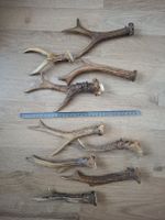Ab 1.- Set 2, grosse und abnorme Reh Geweihe