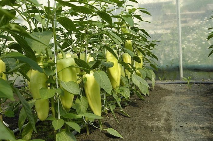 Piante & sementi: 30 Samen Paprika Süss NOVA Grün – Nuovo (secondo la descrizione) da Ehrendingen venduto da VerveinaSamen 8