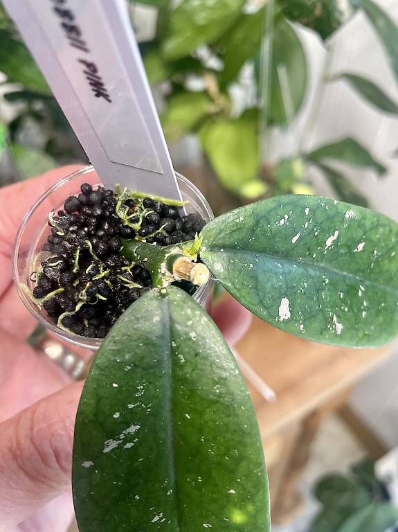 Piante & sementi: Hoya lobbii pink – Usato da Schönholzerswilen venduto da Leavylounge 1