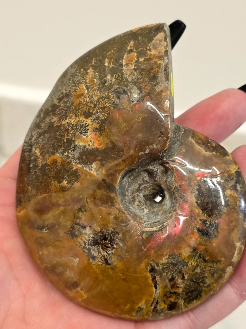 Fossili: Ammonit E 212g – Nuovo e nell'imballaggio originale da Matzingen venduto da Shay_Crystalz