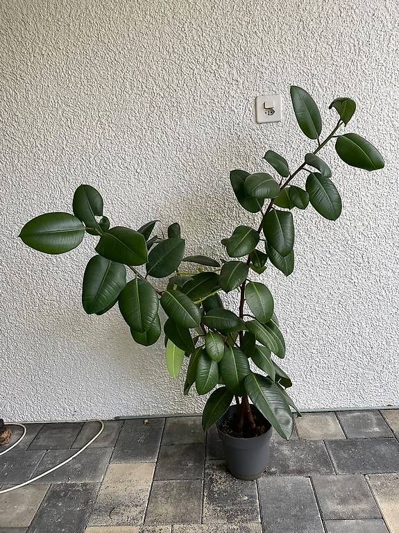Piante & sementi: Wunderschöner Gummibaum Ficus Elastica – Usato da Glattfelden venduto da mmuehlemann74