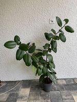 Wunderschöner Gummibaum Ficus Elastica