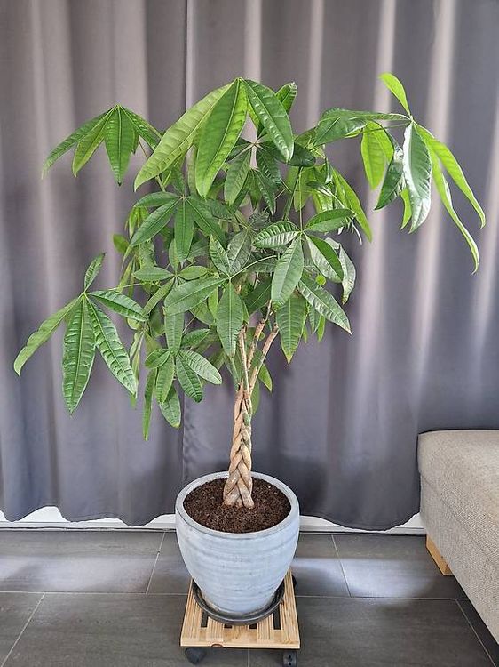 goldfruchtpalme xxl Areca Zimmerpflanze - Goldfruchtpalme Ø:17 H:65 cm main image 0