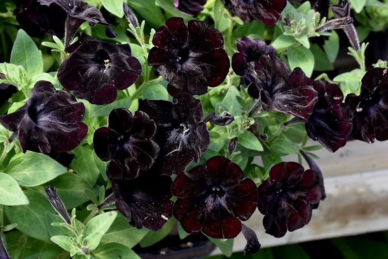 Piante & sementi: 10 Petunia SOPHISTICA BLACKBERRY Samen ( Pellets ) – Nuovo (secondo la descrizione) da Ehrendingen venduto da VerveinaSamen 5