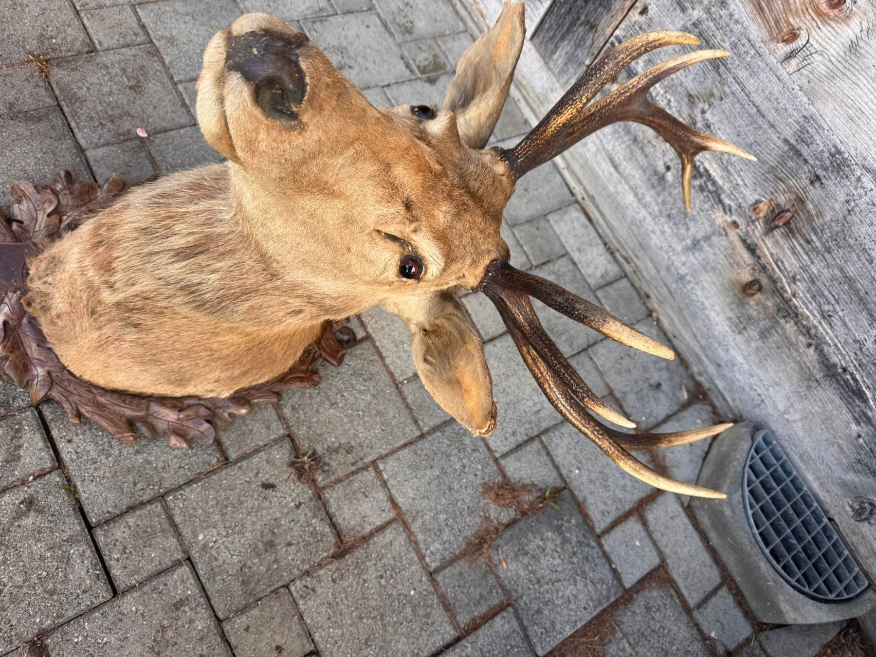 Altre raccolte & rarità: Rothirsch-Trophäe Hirschgeweih Jagdtrophäe – Usato da Ostermundigen venduto da cri_gq5v 3
