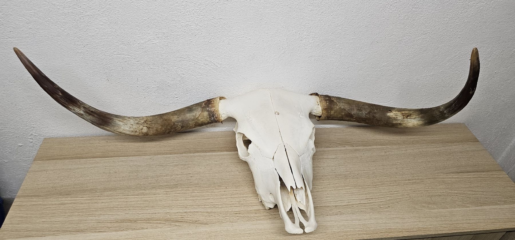 Il mondo degli animali: Longhornschädel Gebleicht Neu – Nuovo e nell'imballaggio originale da Rüeggisberg venduto da mib_z9cd