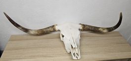 Longhornschädel Gebleicht Neu