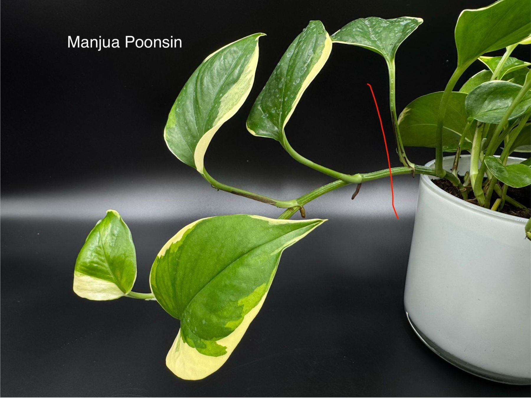 Piante & sementi: Epipremnum aureum 'Manjula Poonsin' – Nuovo (secondo la descrizione) da Bühler venduto da googelibear