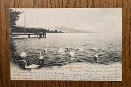 Cygnes du Léman  -Schwäne auf Genfersee 1904