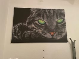 Wandbild Katze mit grünen Augen Leinwanddruck neu 80x60cm