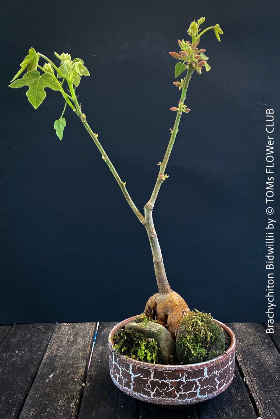 Piante & sementi: Brachychiton Bidwillii - Bonsai Bäumchen - Flaschenbaum – Nuovo e nell'imballaggio originale da Adliswil venduto da astom369 3