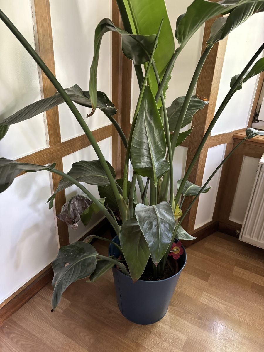 Plantes & graines: Pflanze – D'occasion à Hilfikon par Elodie1990 1