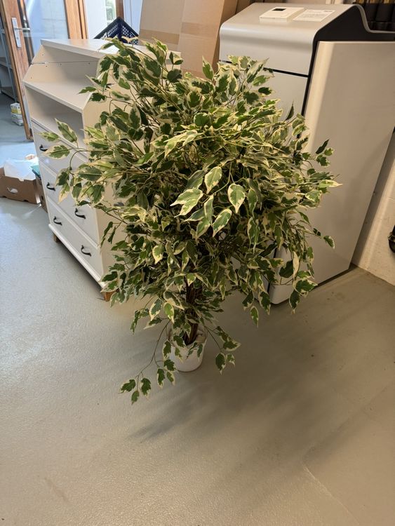 Künstliche Calla-Lilie Mit Topf – 45 Cm Hoch, Rot-gelbe Blüten, Pflegeleichte Deko-Pflanze