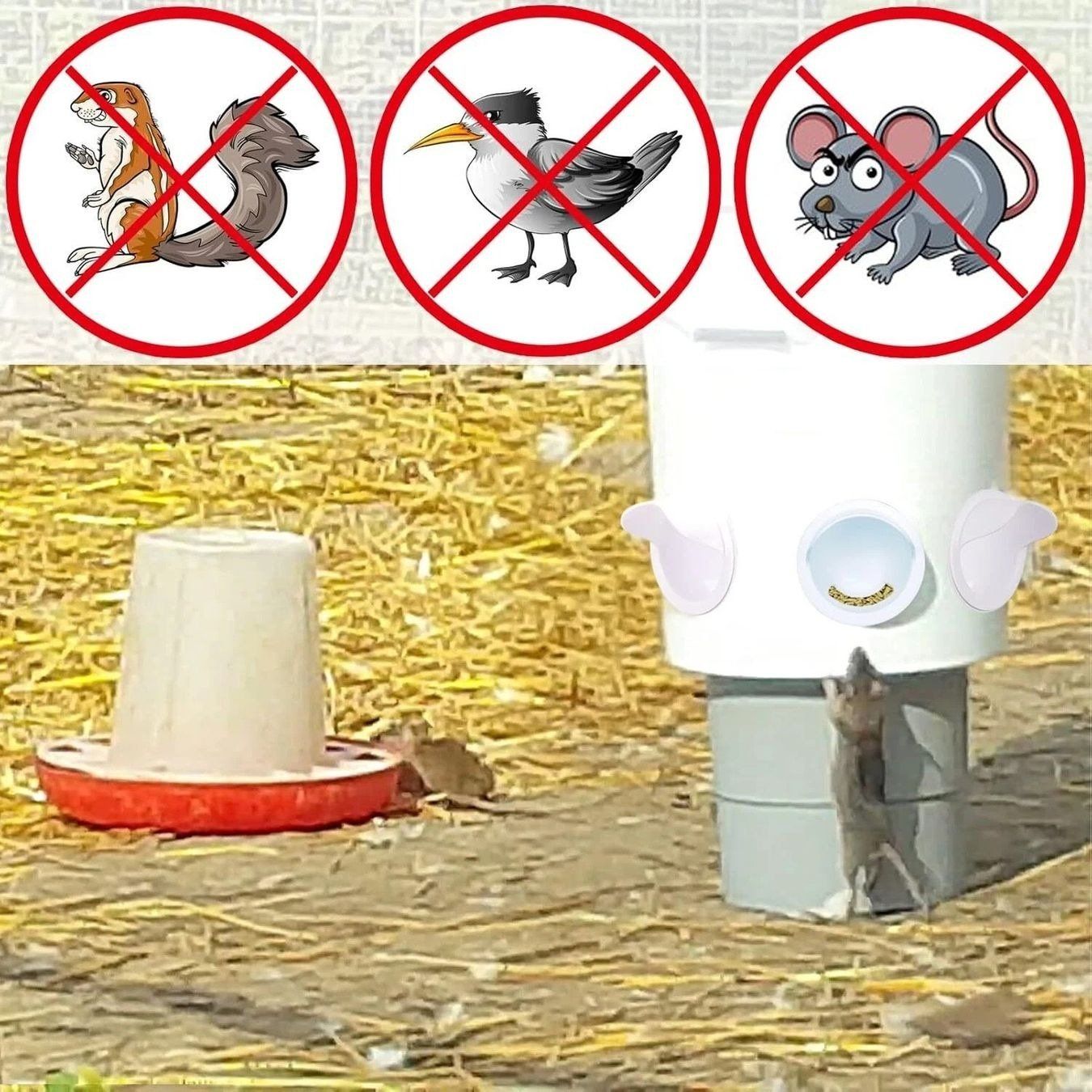 Mangimi: Futter Hühner kein Abfall automatischer Geflügelfütterer – Nuovo (secondo la descrizione) da Kirchdorf AG venduto da csnmclub 2
