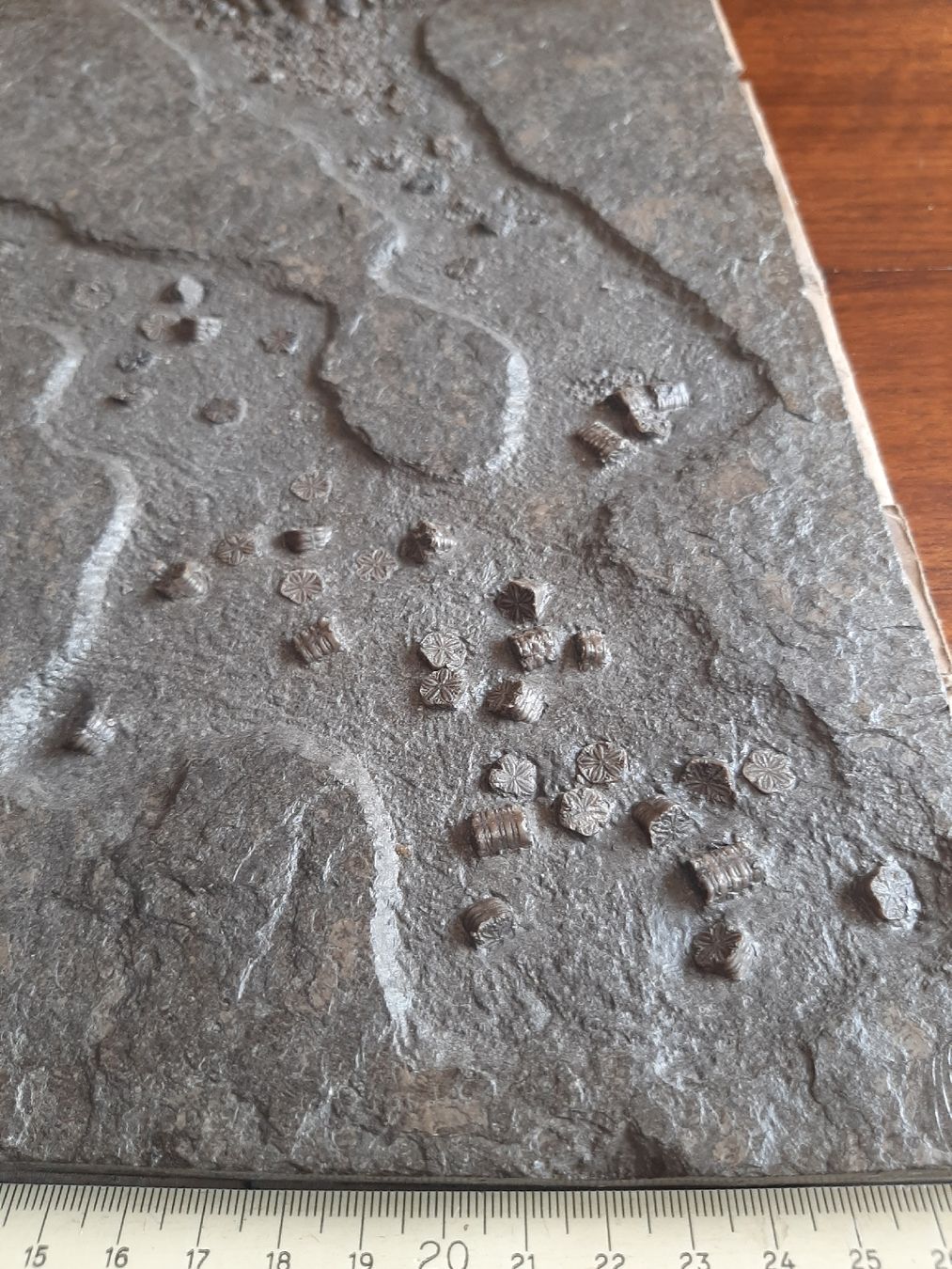 Fossilien: fossilie Seelilie Deutschland – Gebraucht aus Rickenbach BL von Oktober68 3
