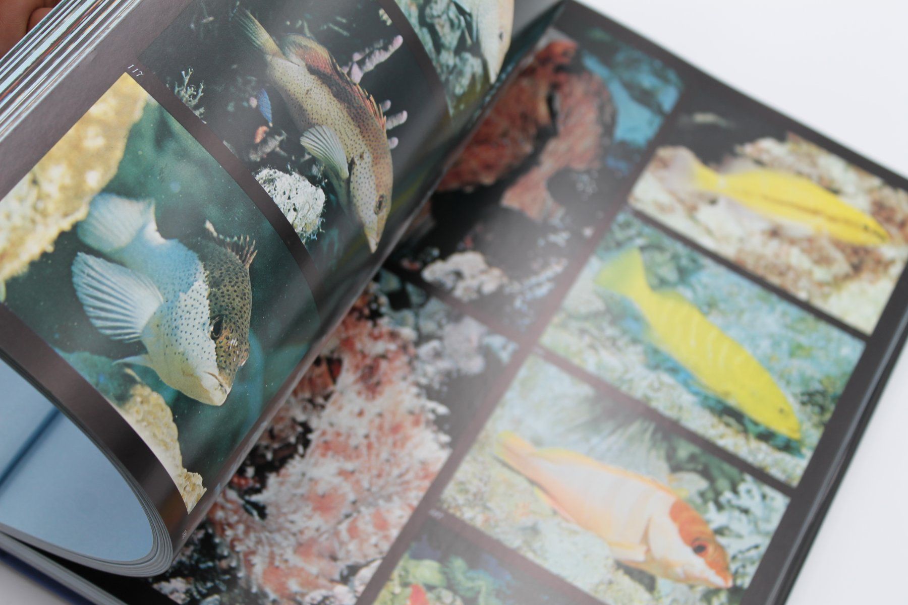 Libri: The Underwater Wilderness – Carl Roessler – Usato da Lachen SZ venduto da ratata 3