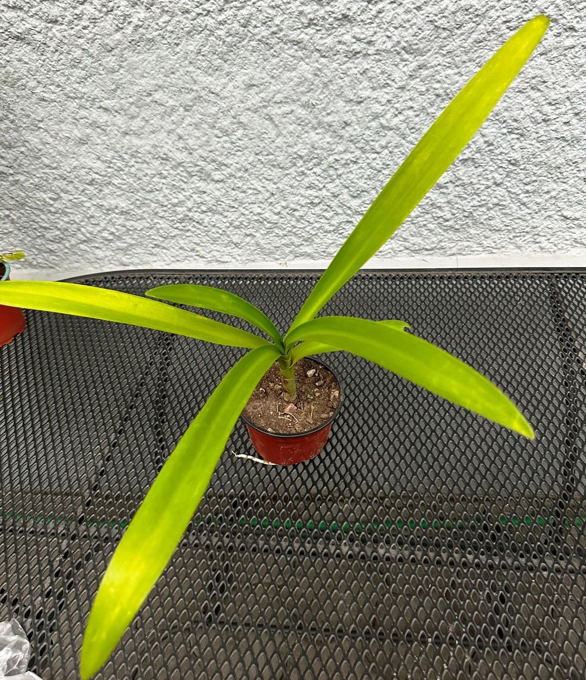 Pflanzen & Samen: Hymenocallis festalis - eine Pflanze! – Neu (gemäss Beschreibung) aus Steffisburg von Calceolaria 1