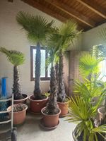 Grosse Palmen  im Topf
