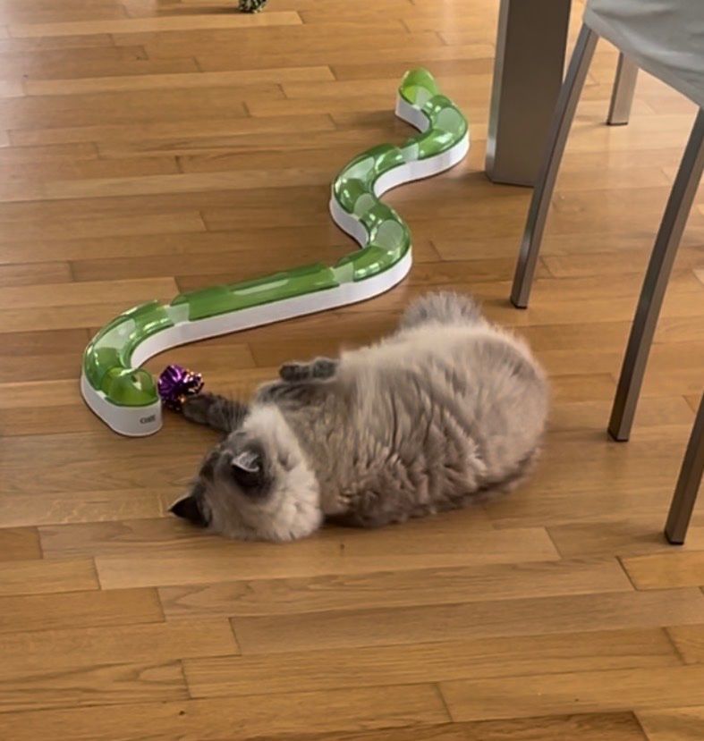 Giocattoli: Kugelbahn für Katzen – Usato da Luzern venduto da yves_93 2
