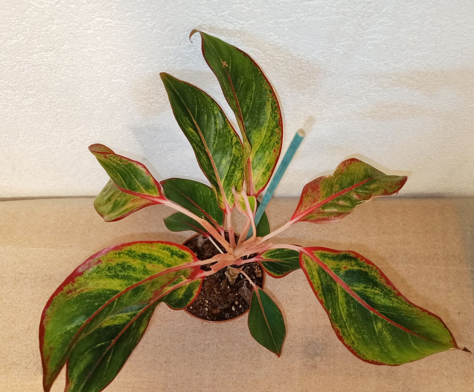 Plantes & graines: Aglaonema – Neuf (Voir description) à schöftland par UniquePlants