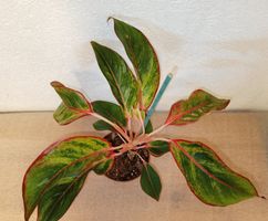 Aglaonema