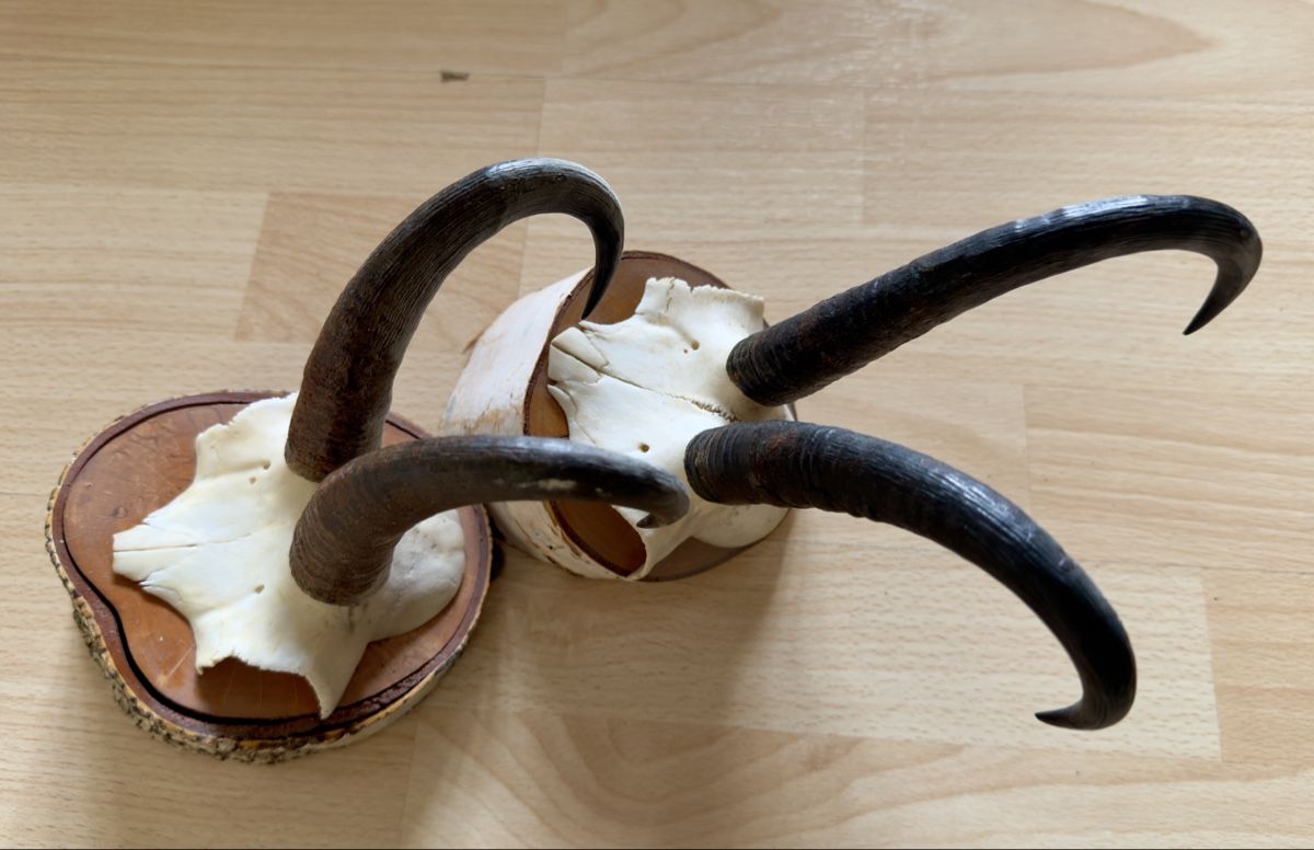 Il mondo degli animali: Walliser Gämse Schädel Trophäe auf Holzsockel – Usato da Widnau venduto da kustercarmen 3