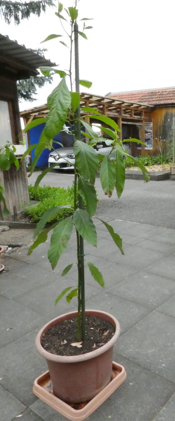 Pflanzen & Samen: Avocado 170 cm. – Gebraucht aus Siebnen von GluckPilz5684 1