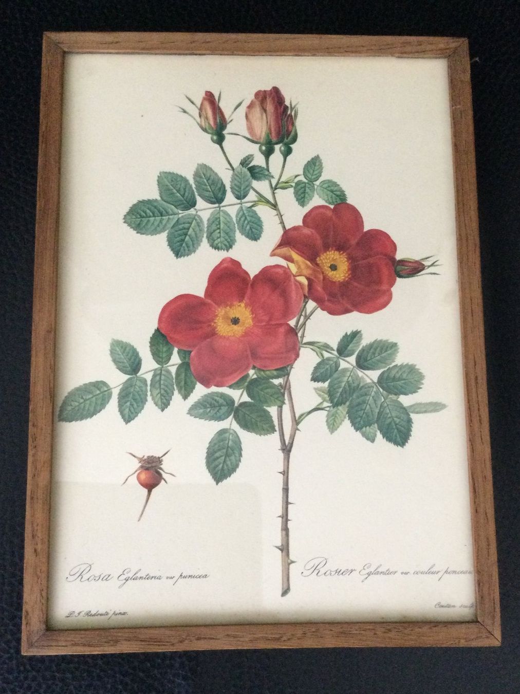 Grafica & Litografie: P.J. Redouté: Rosa Eglanteria var. punicea – Usato da Luzern venduto da Einh0rn