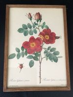 P.J. Redouté: Rosa Eglanteria var. punicea