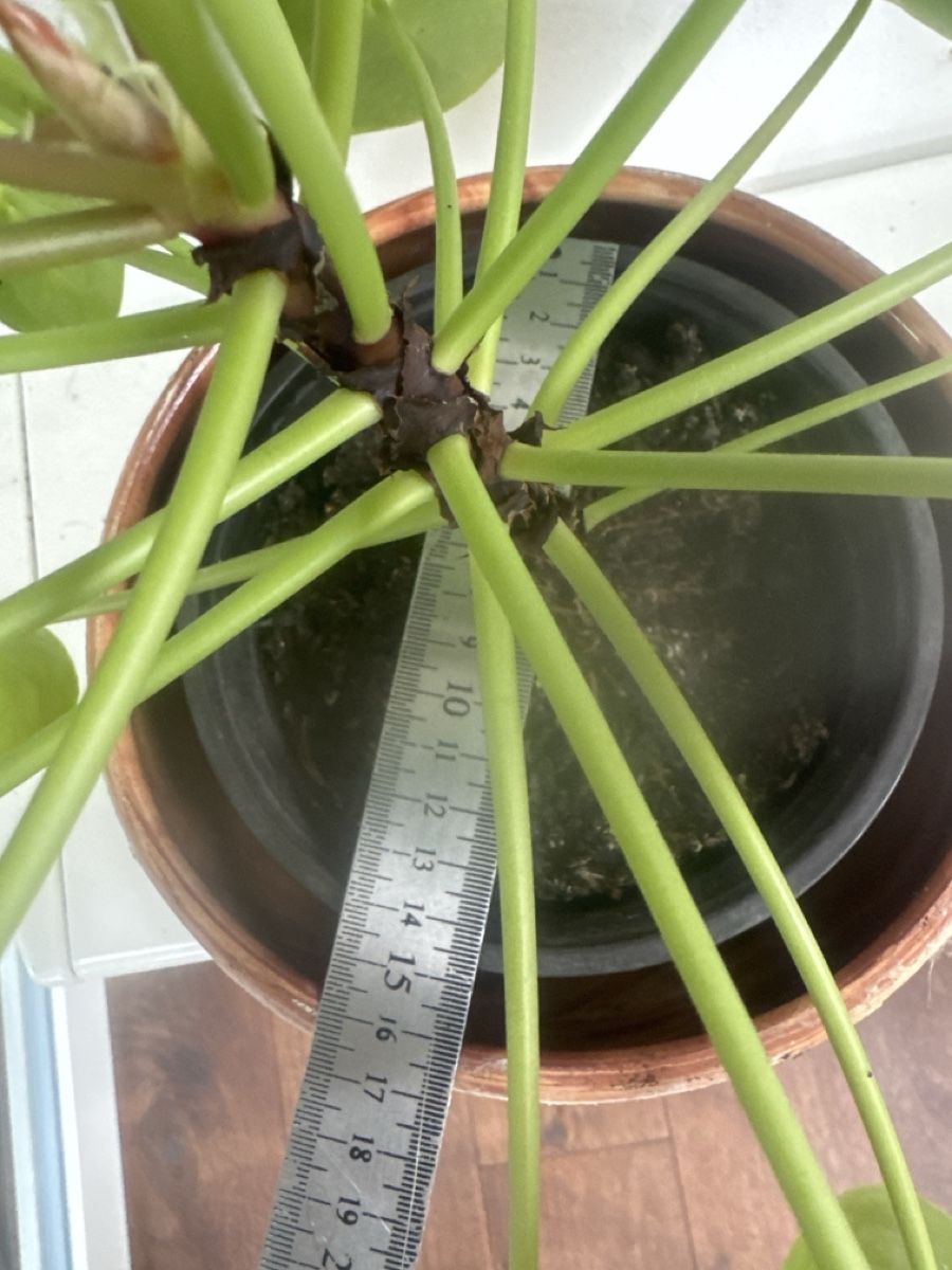 Plantes & graines: Gesunde UFO Pflanze – D'occasion à Kerns par hildek 4