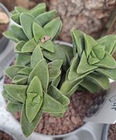 Crassula Springtime – seltene Sukkulente 10–20 cm im Topf