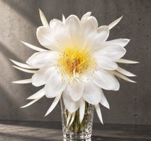 Epiphyllum chrysocardium Ableger