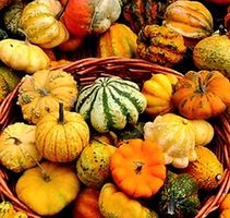 Ab 5.- fr 5 Samen Mix Zierkürbis Courgettes Zucchette
