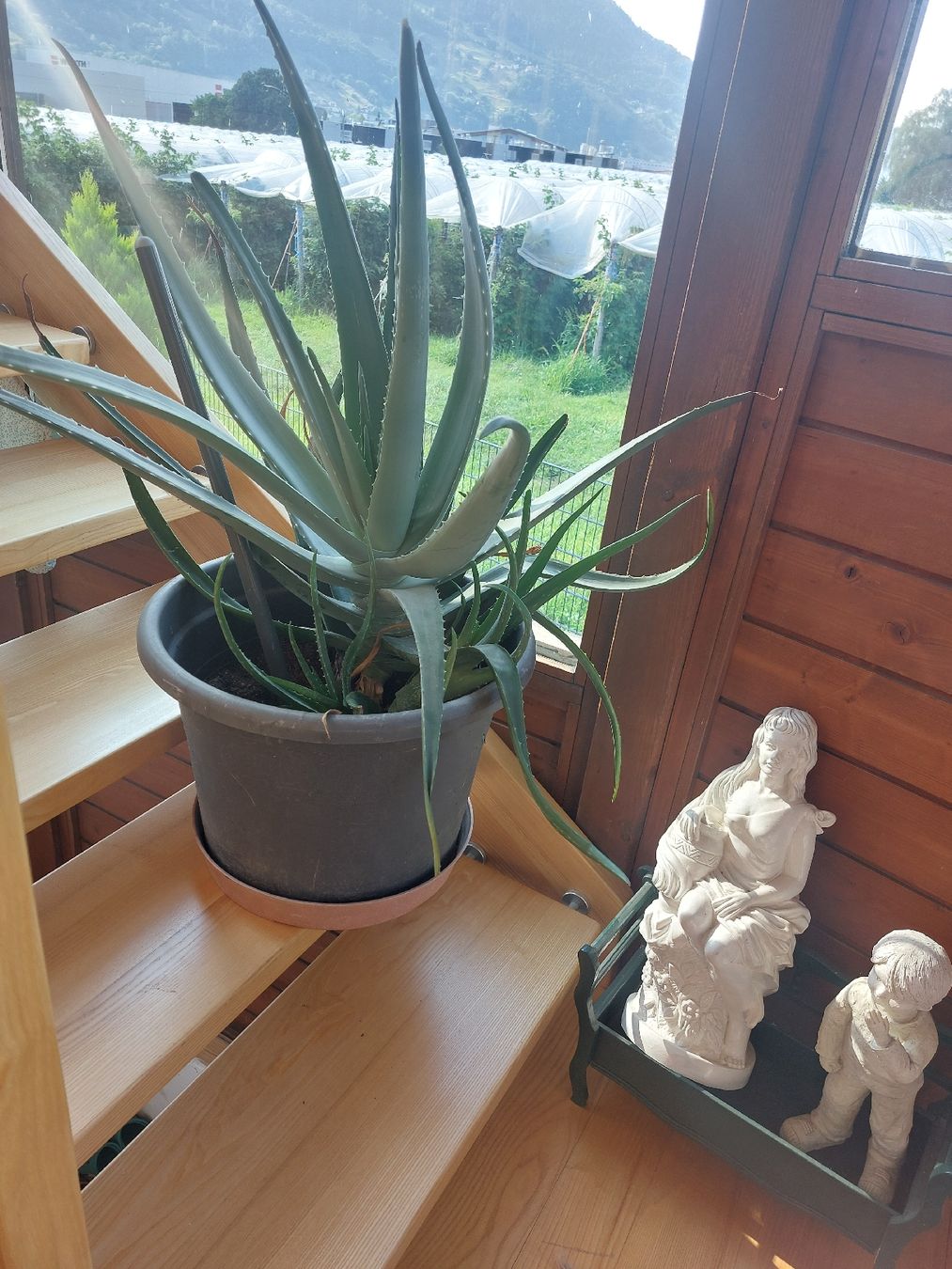 Pflanzen & Samen: Eine riesen grosse Aloe Vera – Neu (gemäss Beschreibung) aus Landquart von Cedes 2