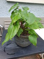 homalomena ca 50cm