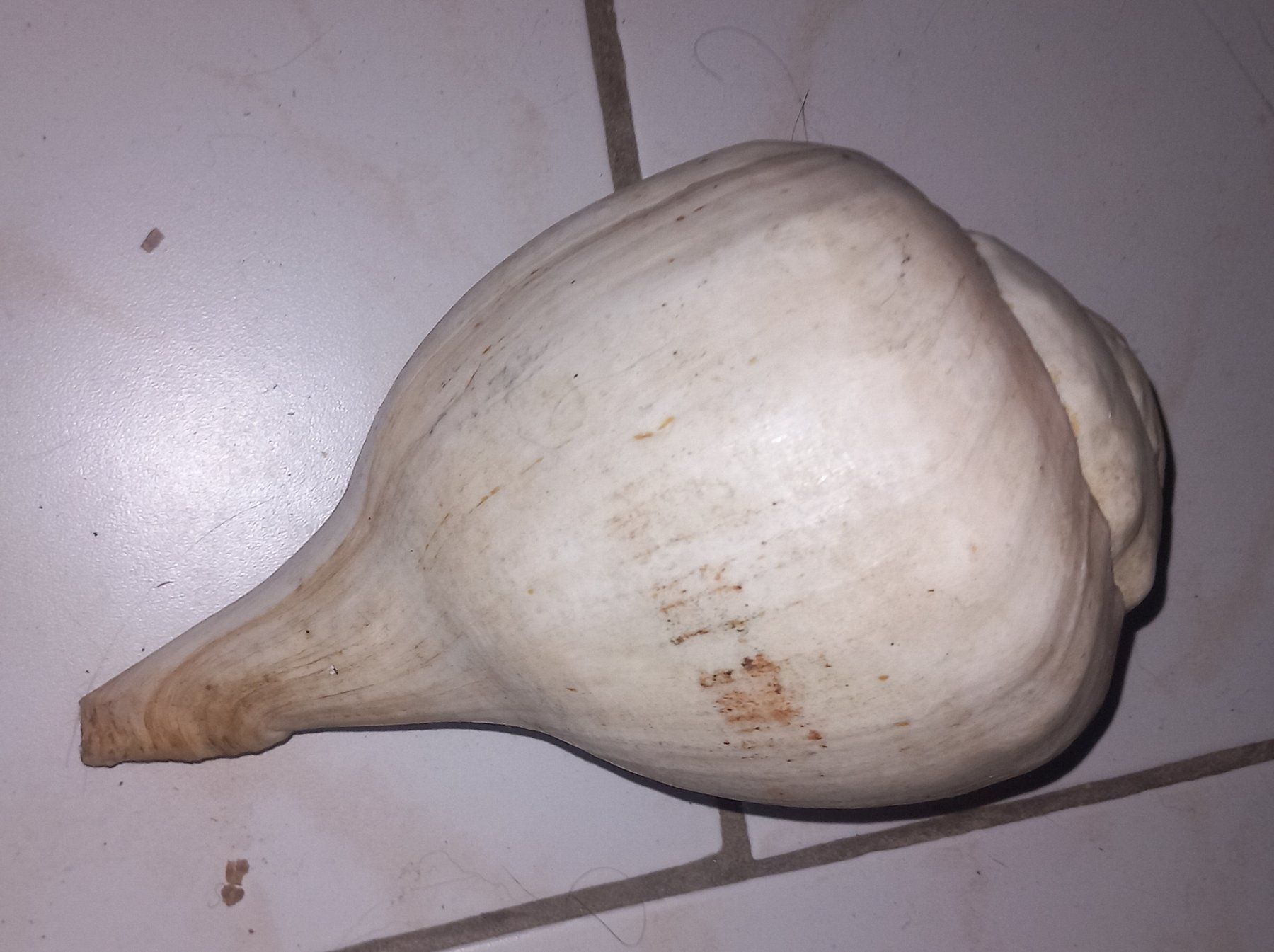 Fossili: MUSCHEL – Usato da Ried-Brig venduto da ugukim 3