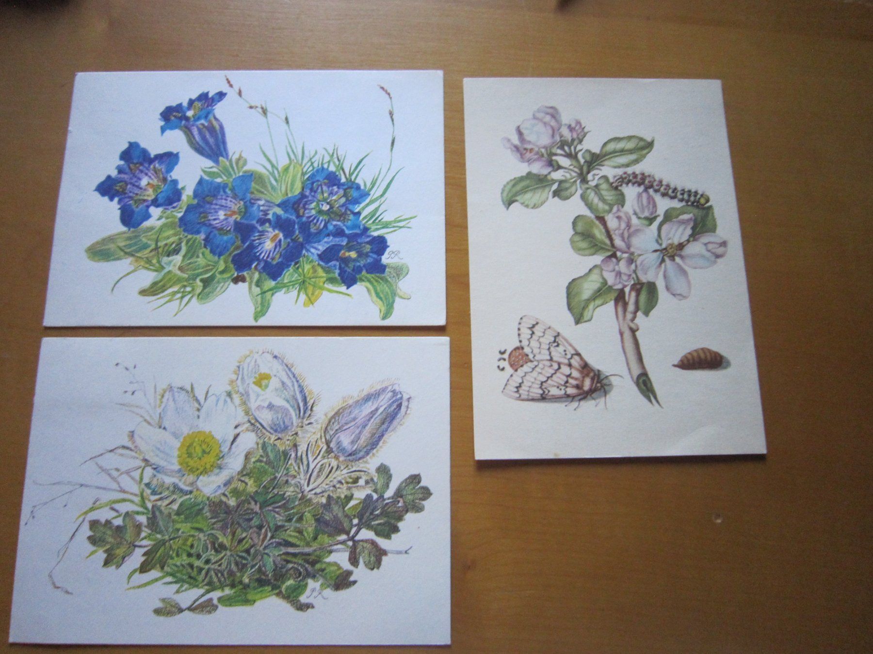 Cartoline postali: No2 Postkarten Blumen um 1959 – Usato da Gordola venduto da Polentaefung