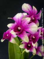 Dendrobium Sa-Nook ‘Polar Fire’ mit weiss-violetten Blüten