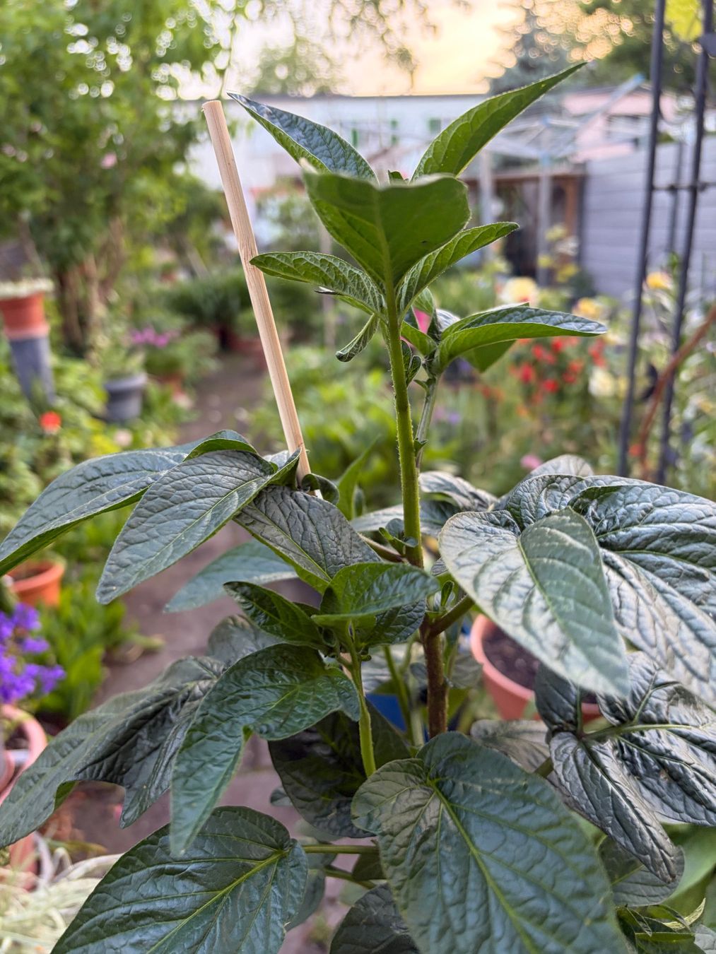 Pflanzen & Samen: Melonenbirne, Pepino, Solanum muricatum – Neu (gemäss Beschreibung) aus Winterthur von Aniger 3
